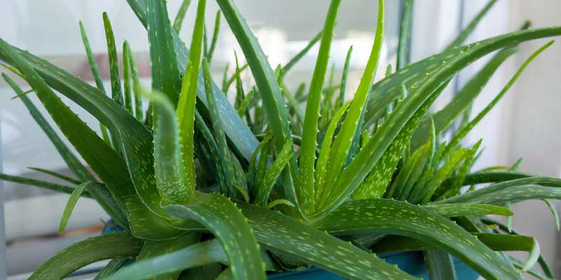 گل‌ و‌ گیاه‌ آپارتمانی مناسب اتاق خواب